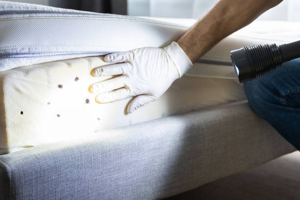 Wasp Removal Services in Lavon, TX