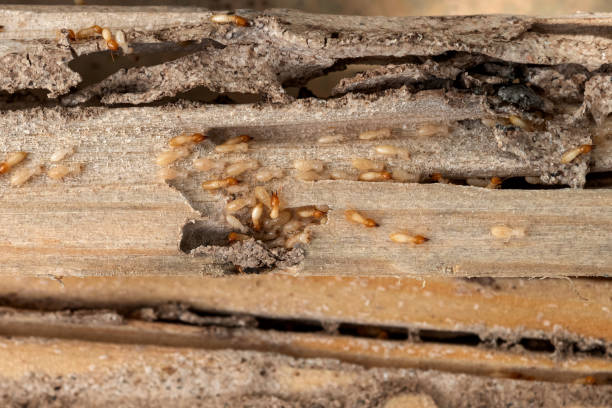 Best Termite Control Services  in Lavon, TX